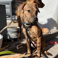 Enlarge Sage , a ADOPTABLE mixed breed in Waxhaw, NC image 1/4