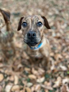 Enlarge Sage , a ADOPTABLE mixed breed in Waxhaw, NC image 2/4