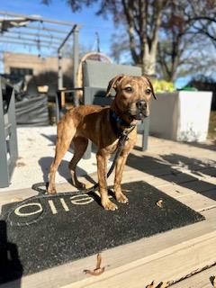 Enlarge Sage , a ADOPTABLE mixed breed in Waxhaw, NC image 3/4