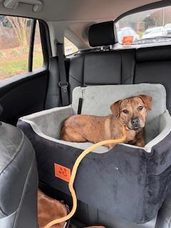 Enlarge Sage , a ADOPTABLE mixed breed in Waxhaw, NC image 4/4