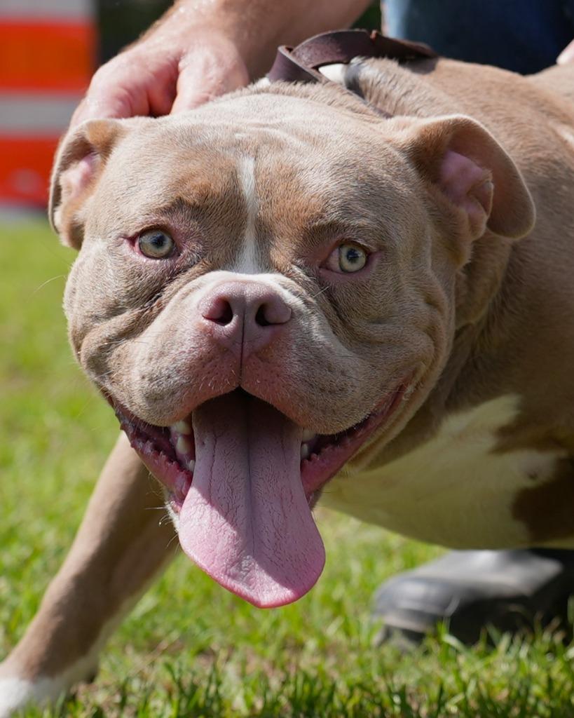 Luca, Adoptable, Young Male Terrier.