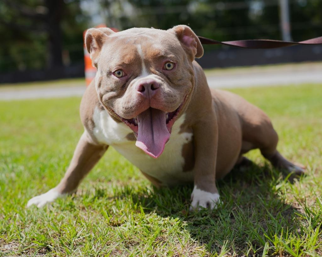 Enlarge Luca, a Adoptable mixed breed in Springfield, GA image 3/6