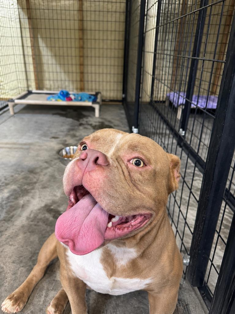 Enlarge Luca, a Adoptable mixed breed in Springfield, GA image 4/6