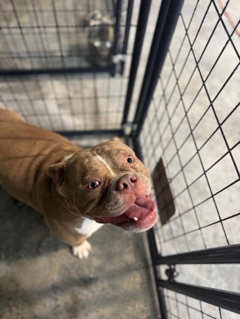 Enlarge Luca, a Adoptable mixed breed in Springfield, GA image 5/6