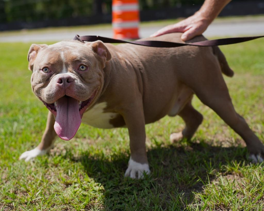 Enlarge Luca, a Adoptable mixed breed in Springfield, GA image 6/6
