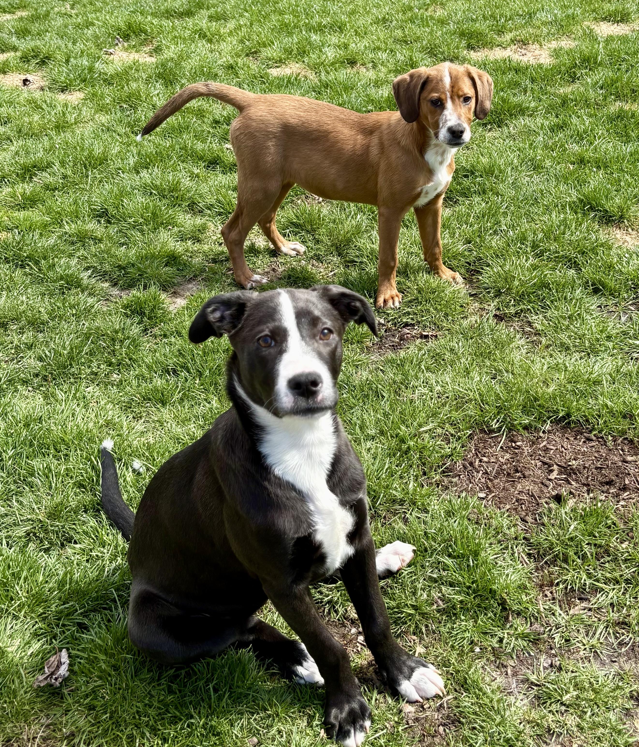 Marina, a Adoptable mixed breed in New Baltimore, MI image 2/5