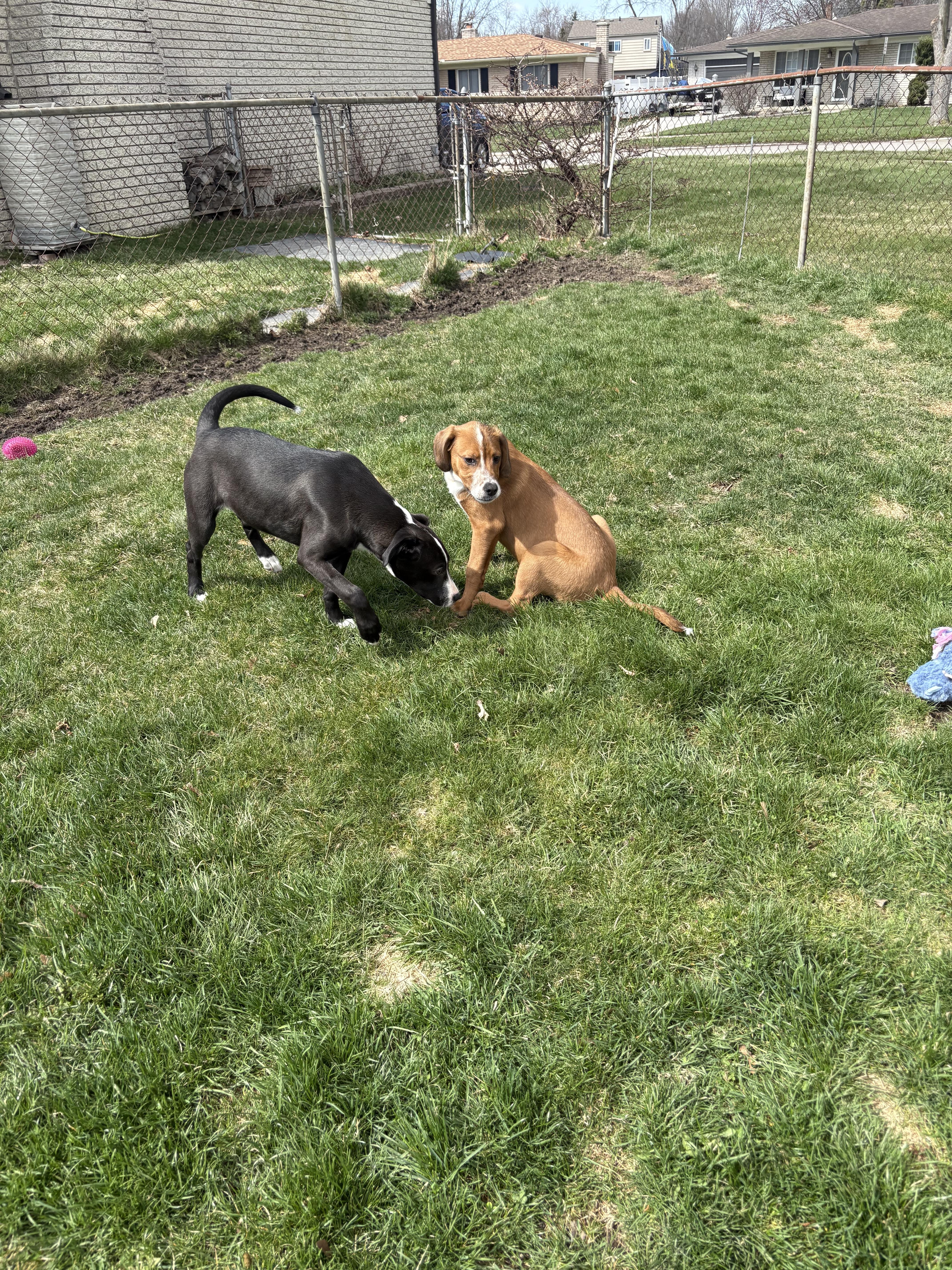 Marina, a Adoptable mixed breed in New Baltimore, MI image 3/5