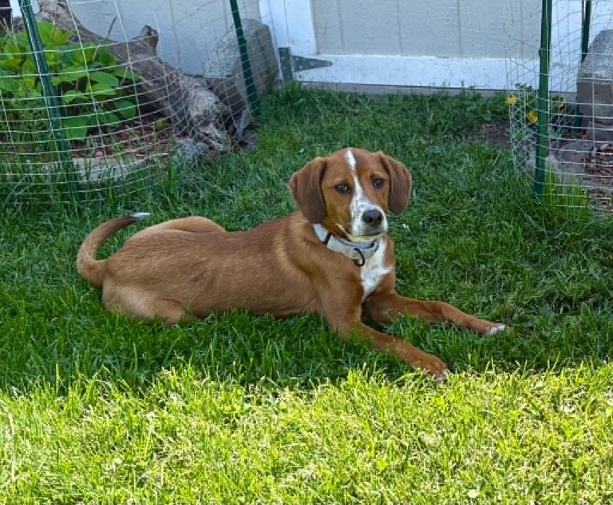 Marina, a Adoptable mixed breed in New Baltimore, MI image 1/6