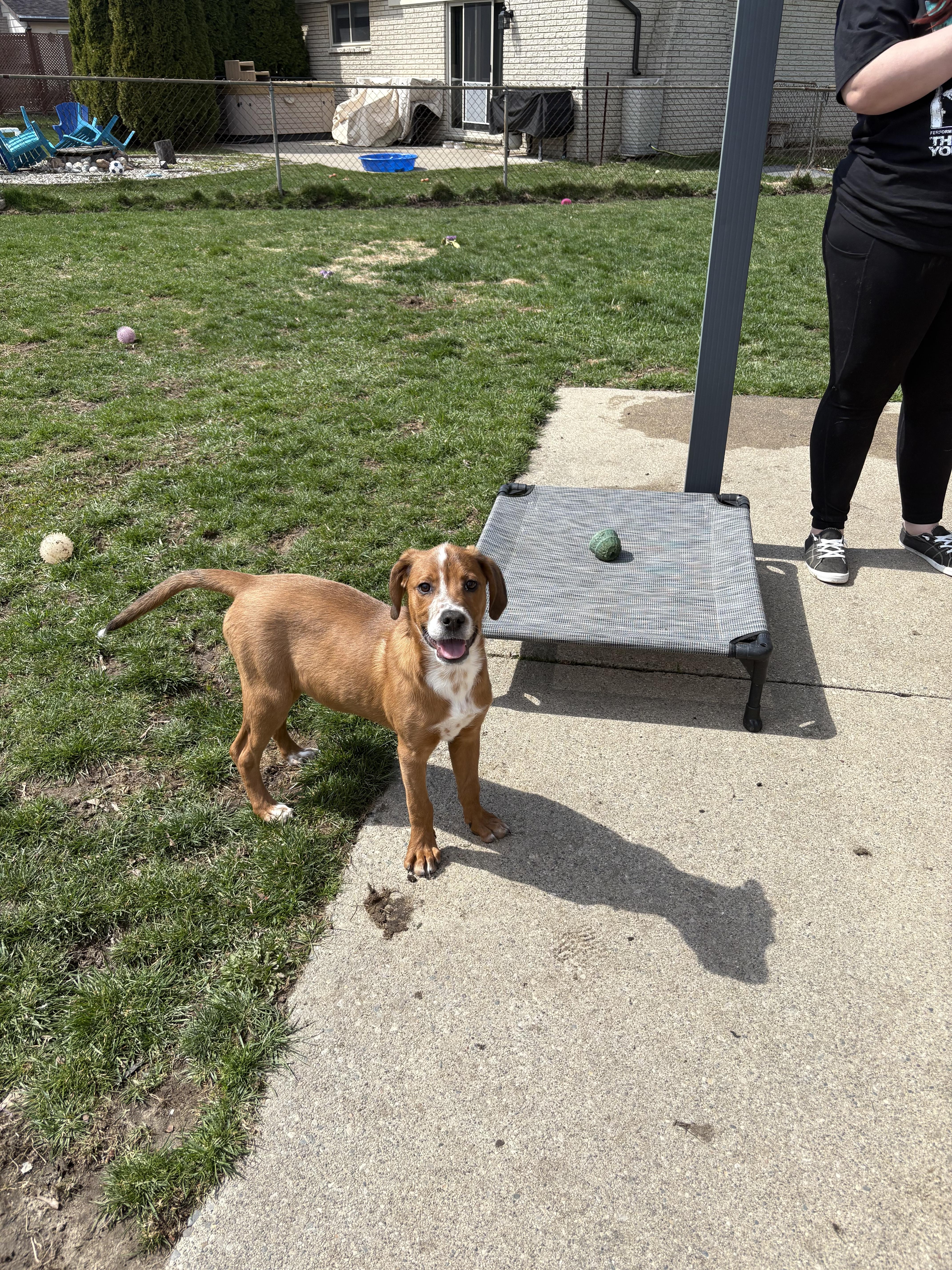 Marina, a Adoptable mixed breed in New Baltimore, MI image 4/5