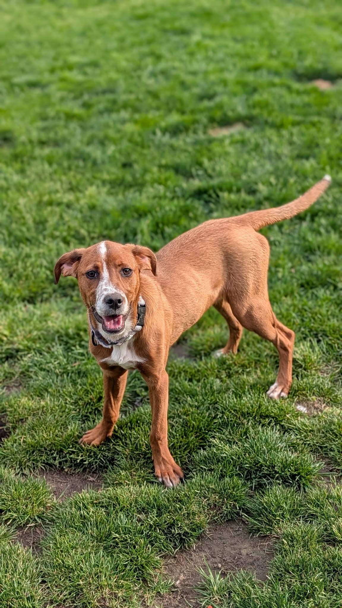 Marina, a Adoptable mixed breed in New Baltimore, MI image 2/6