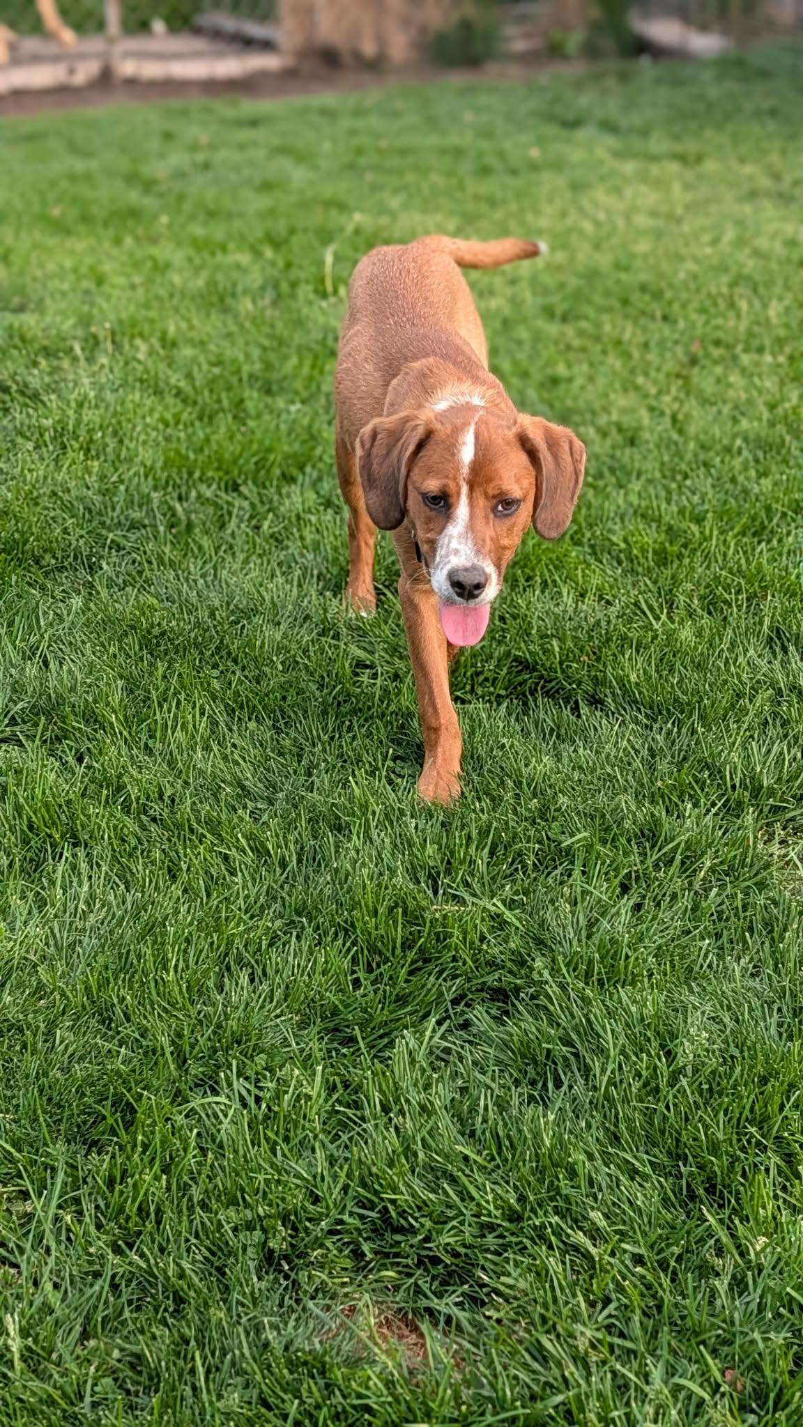 Marina, a Adoptable mixed breed in New Baltimore, MI image 3/6