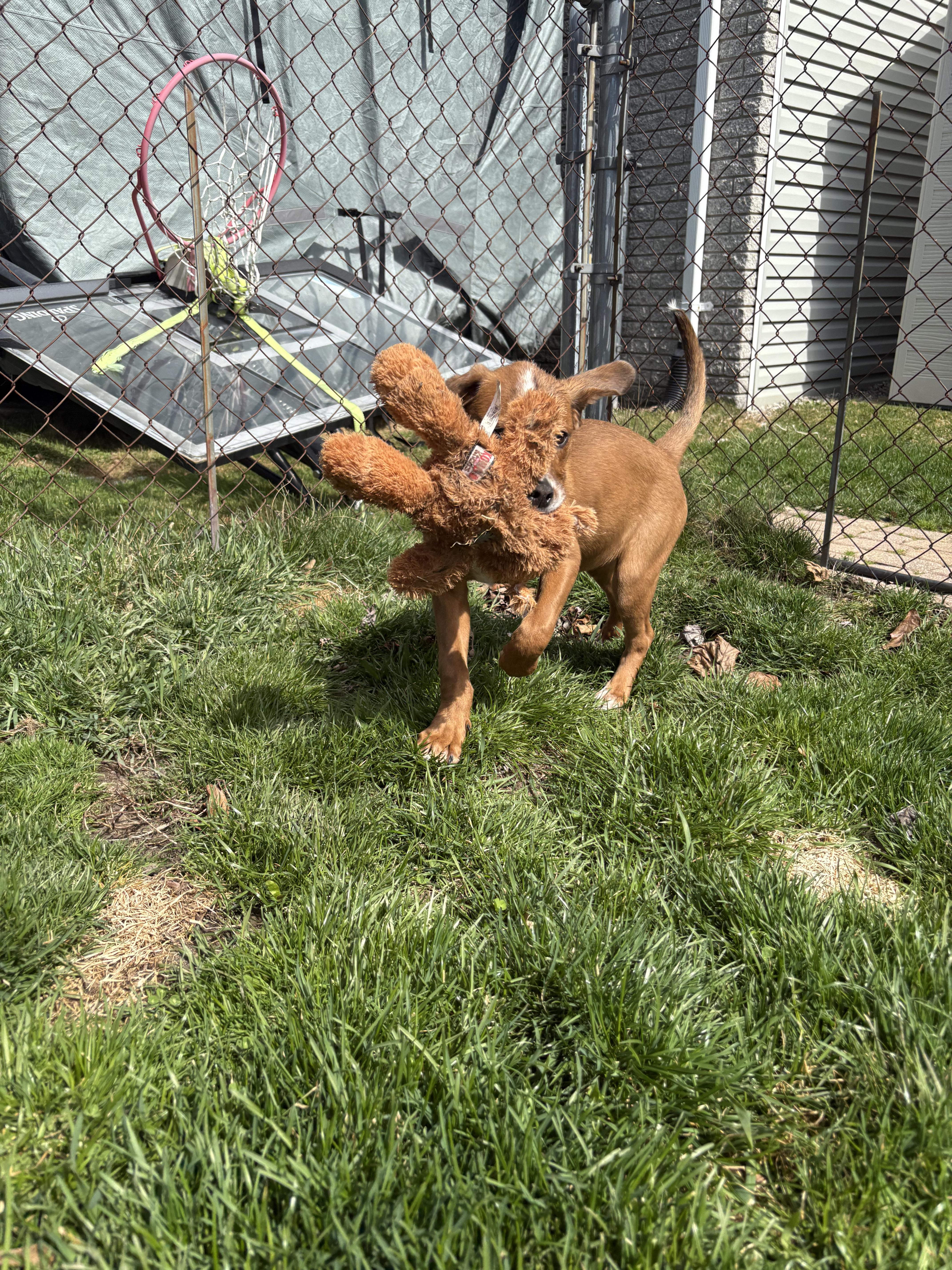 Marina, a Adoptable mixed breed in New Baltimore, MI image 5/5