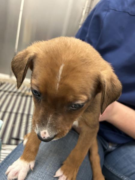 Cupid (orange), Adoptable, Puppy Male Mixed Breed.