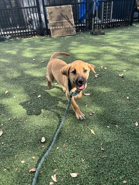 Enlarge Scooby, a Adopted mixed breed in Windcrest, TX image 2/3