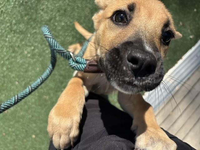 Enlarge Scooby, a Adopted mixed breed in Windcrest, TX image 3/3