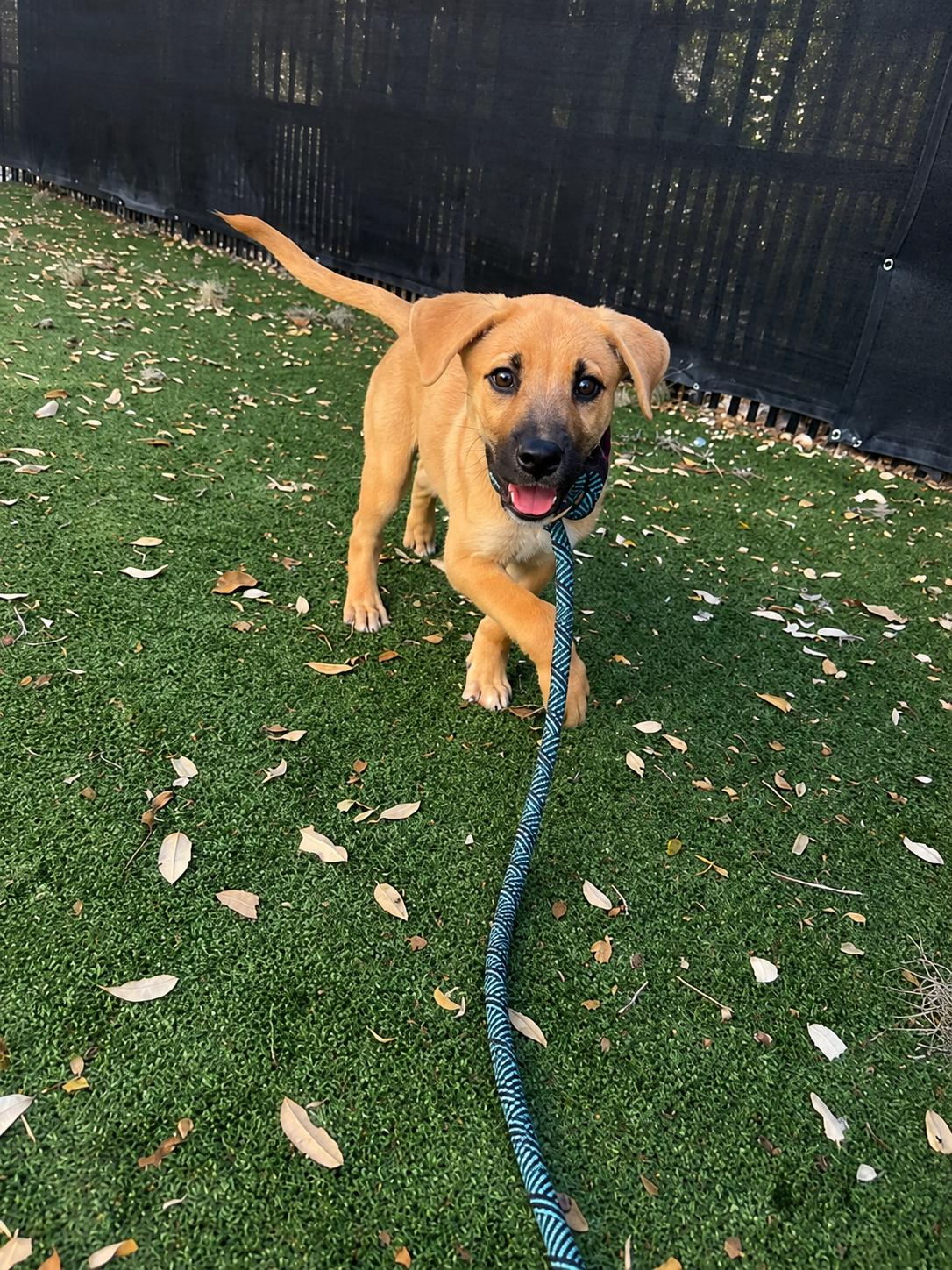 Scooby, Adopted, Puppy Male Black Mouth Cur & Shepherd.