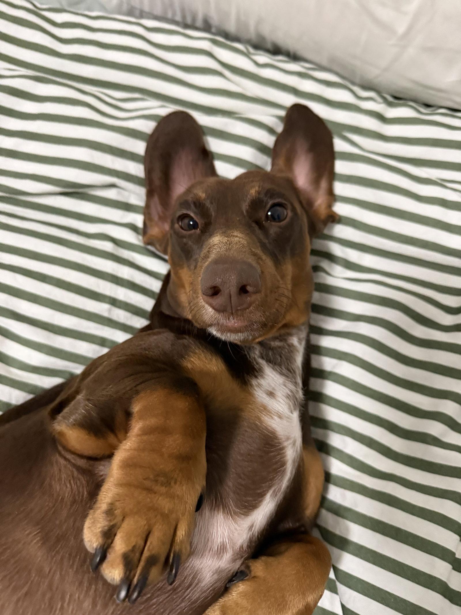 Enlarge Mylo (in Miami, FL), a Adoptable Dachshund in West Columbia, SC image 1/3