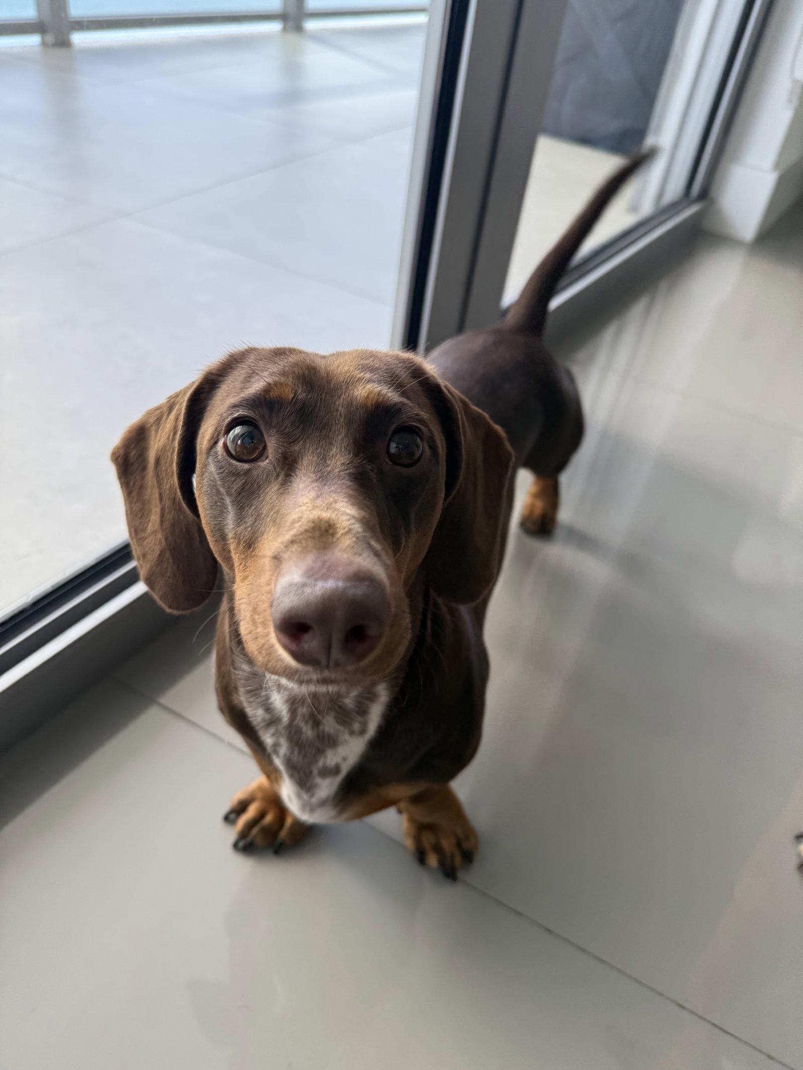 Enlarge Mylo (in Miami, FL), a Adoptable Dachshund in West Columbia, SC image 2/3
