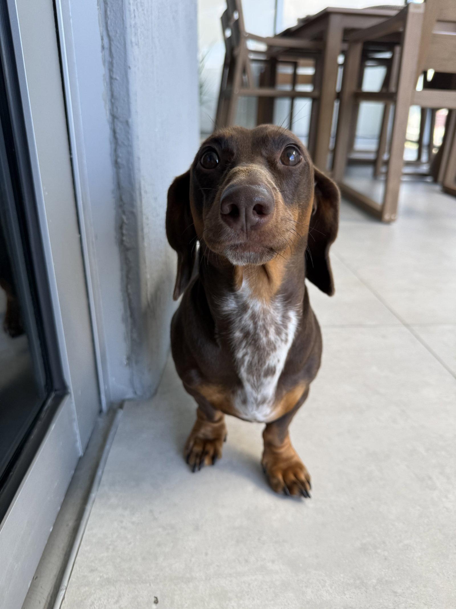 Enlarge Mylo (in Miami, FL), a Adoptable Dachshund in West Columbia, SC image 3/3