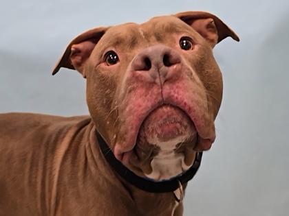 Enlarge Butterscotch, a Adoptable mixed breed in Coon Rapids, MN image 1/1