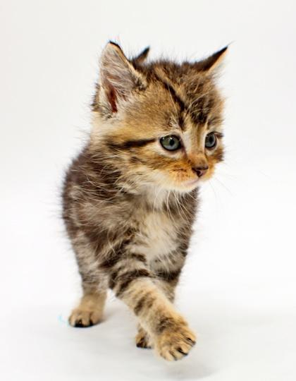 Saga, Adoptable, Kitten Female Domestic Short Hair & Domestic Short Hair.