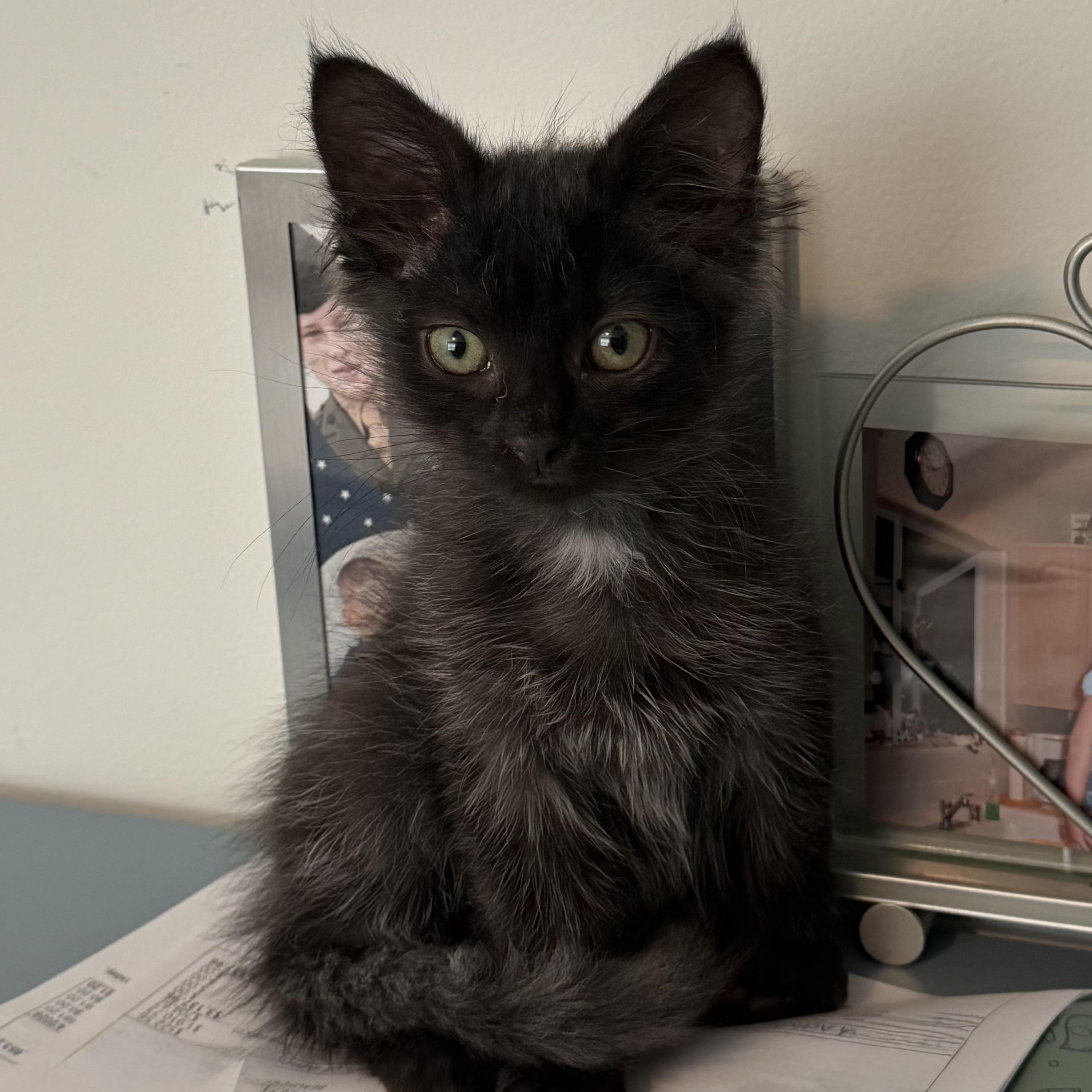 Enlarge Lisa, an adopted Domestic Short Hair in Beaufort, SC image 3/6