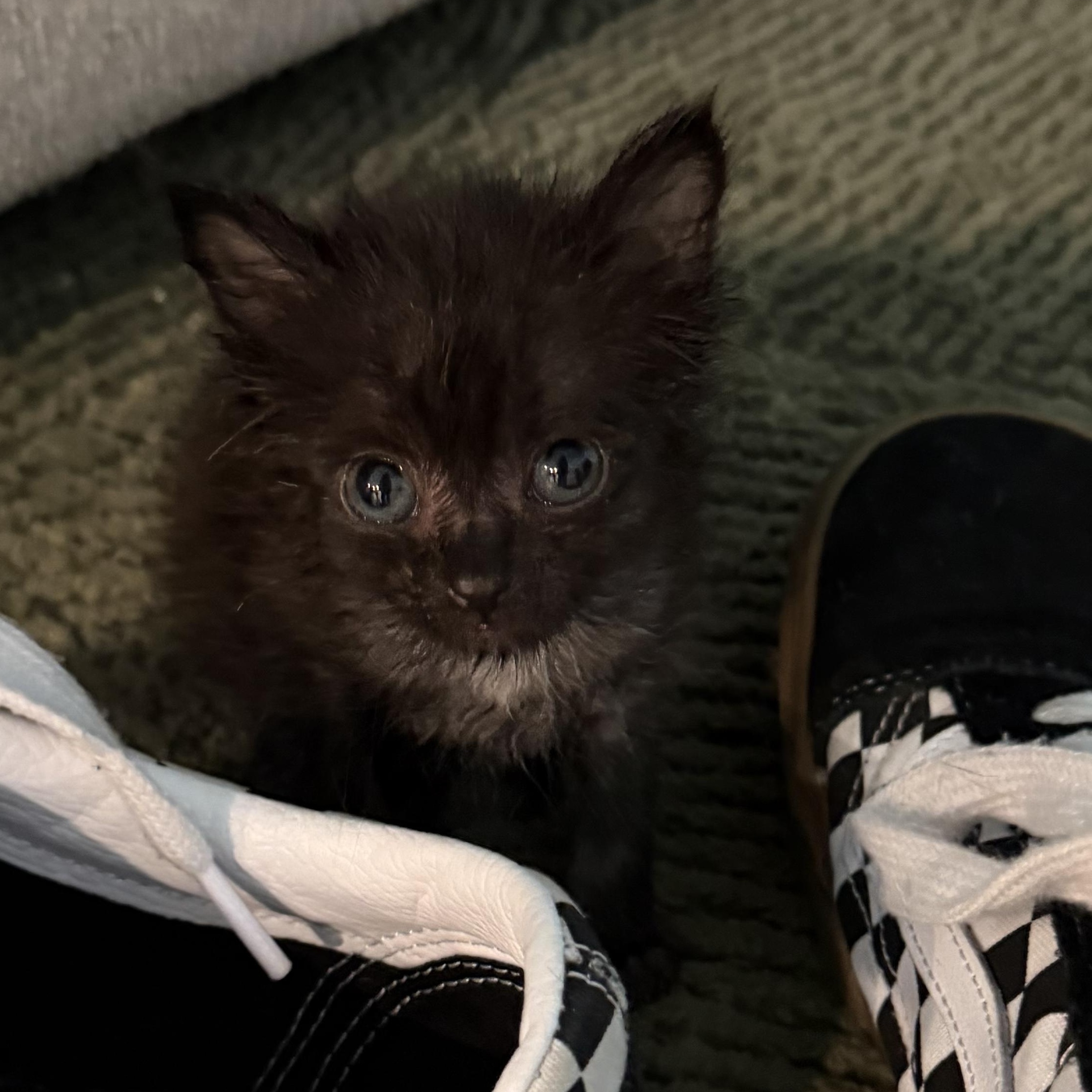 Enlarge Lisa, an adopted Domestic Short Hair in Beaufort, SC image 5/6