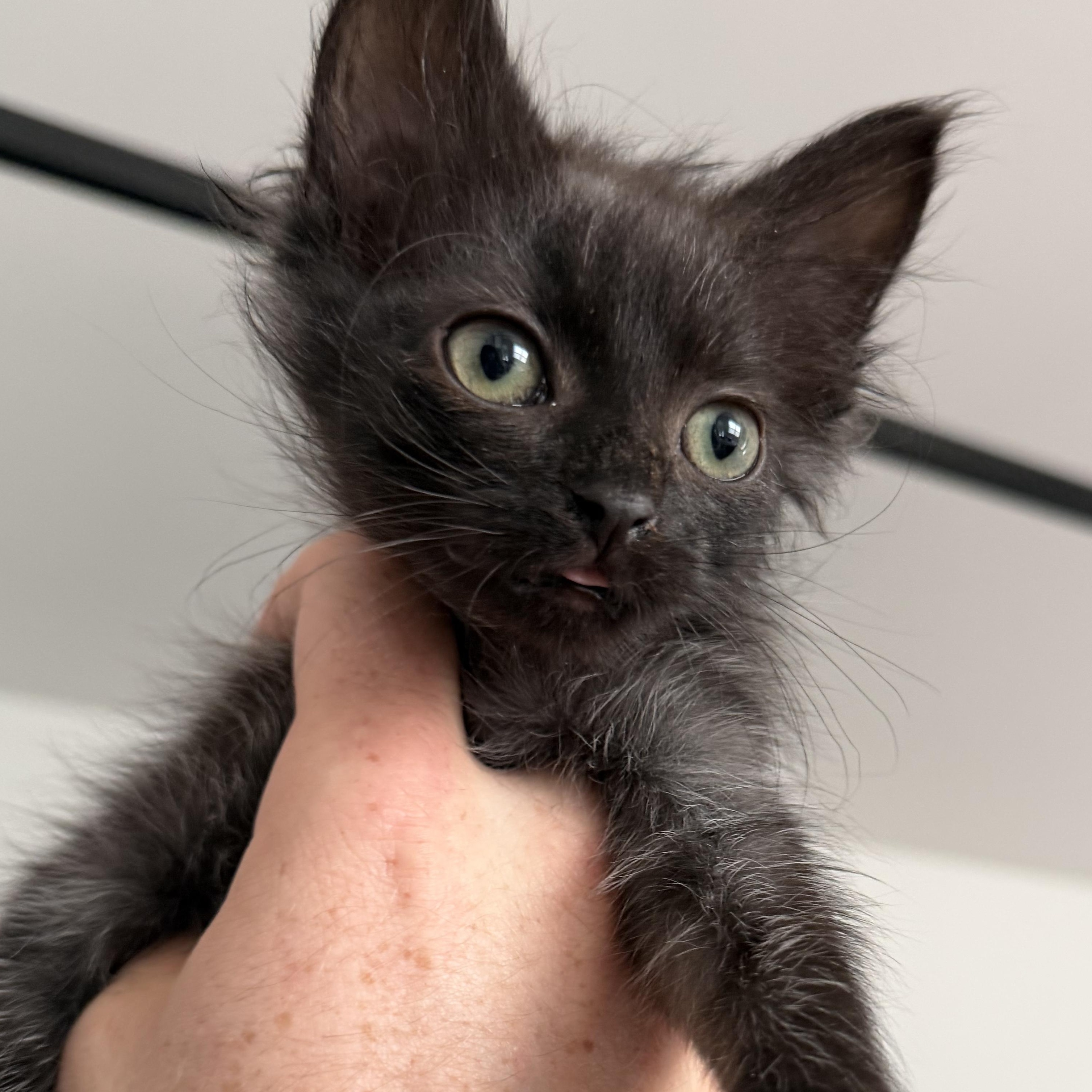 Enlarge Lisa, an adopted Domestic Short Hair in Beaufort, SC image 4/6