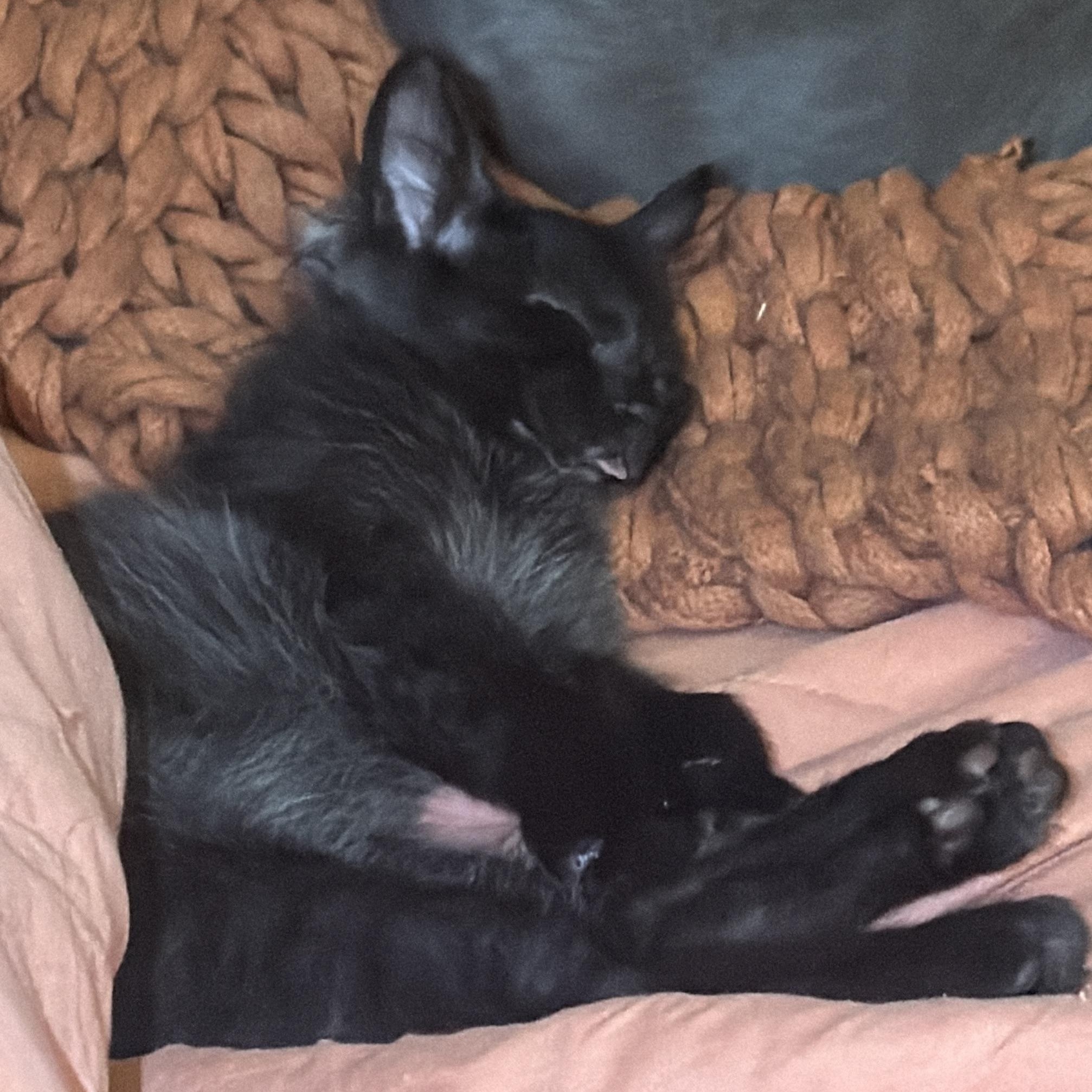 Enlarge Lisa, an adopted Domestic Short Hair in Beaufort, SC image 6/6