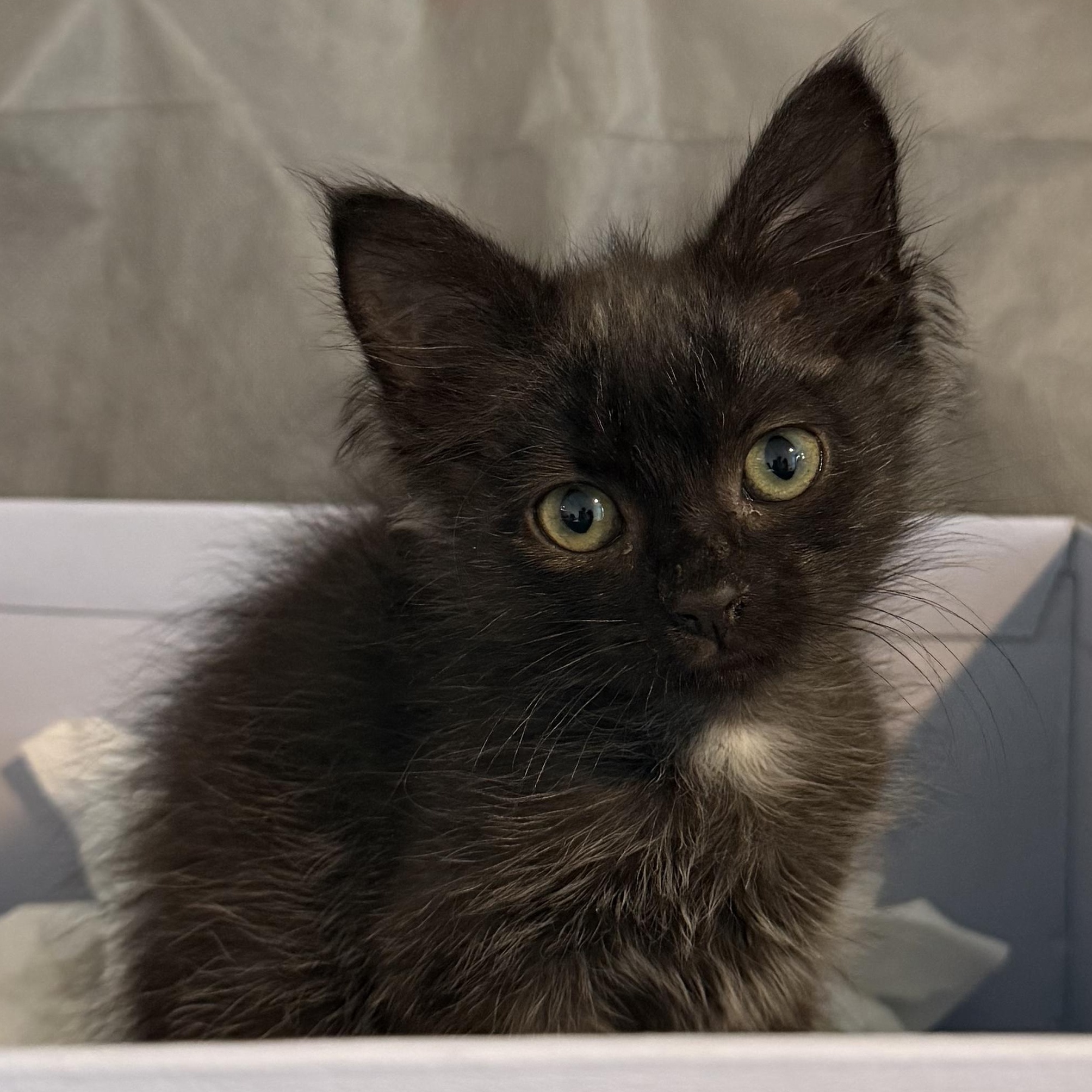 Enlarge Lisa, an adopted Domestic Short Hair in Beaufort, SC image 2/6