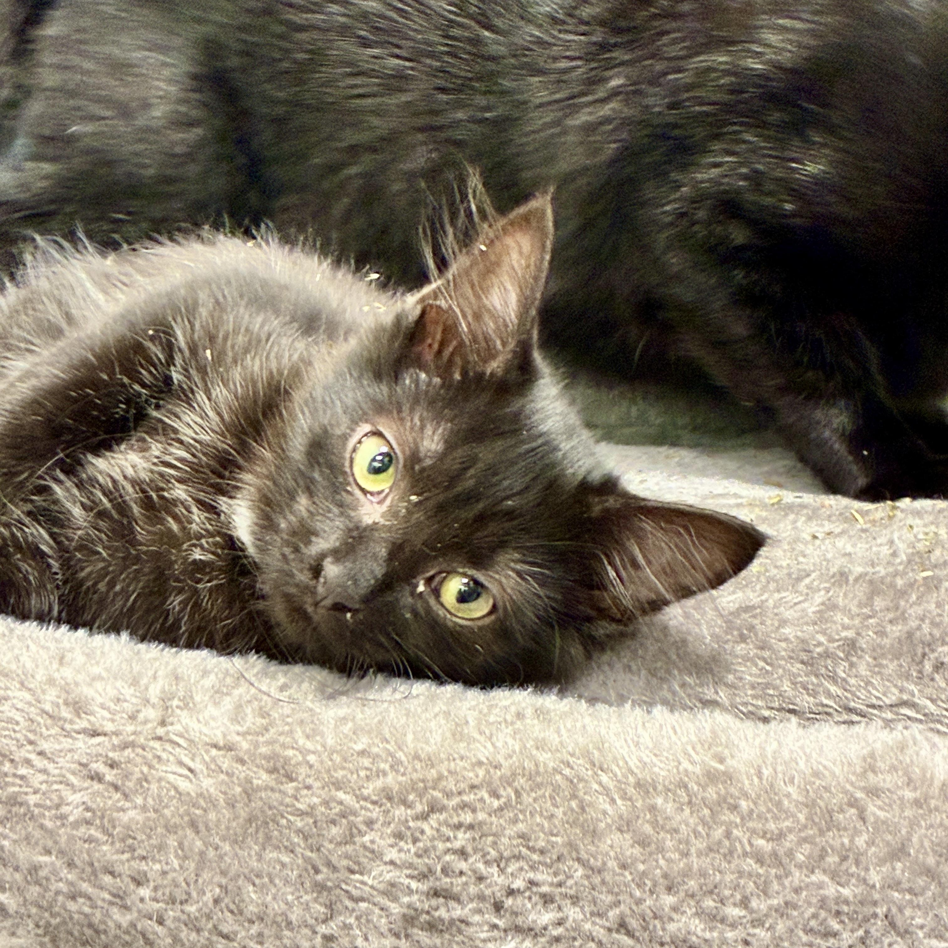 Lisa, adopted, Kitten Female Domestic Short Hair.