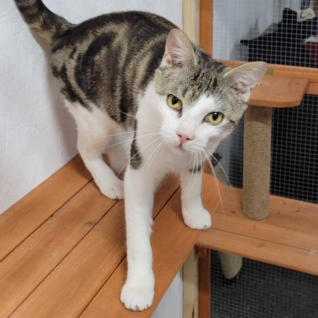 Norton, a Adoptable Domestic Short Hair in Lucknow, ON image 1/6