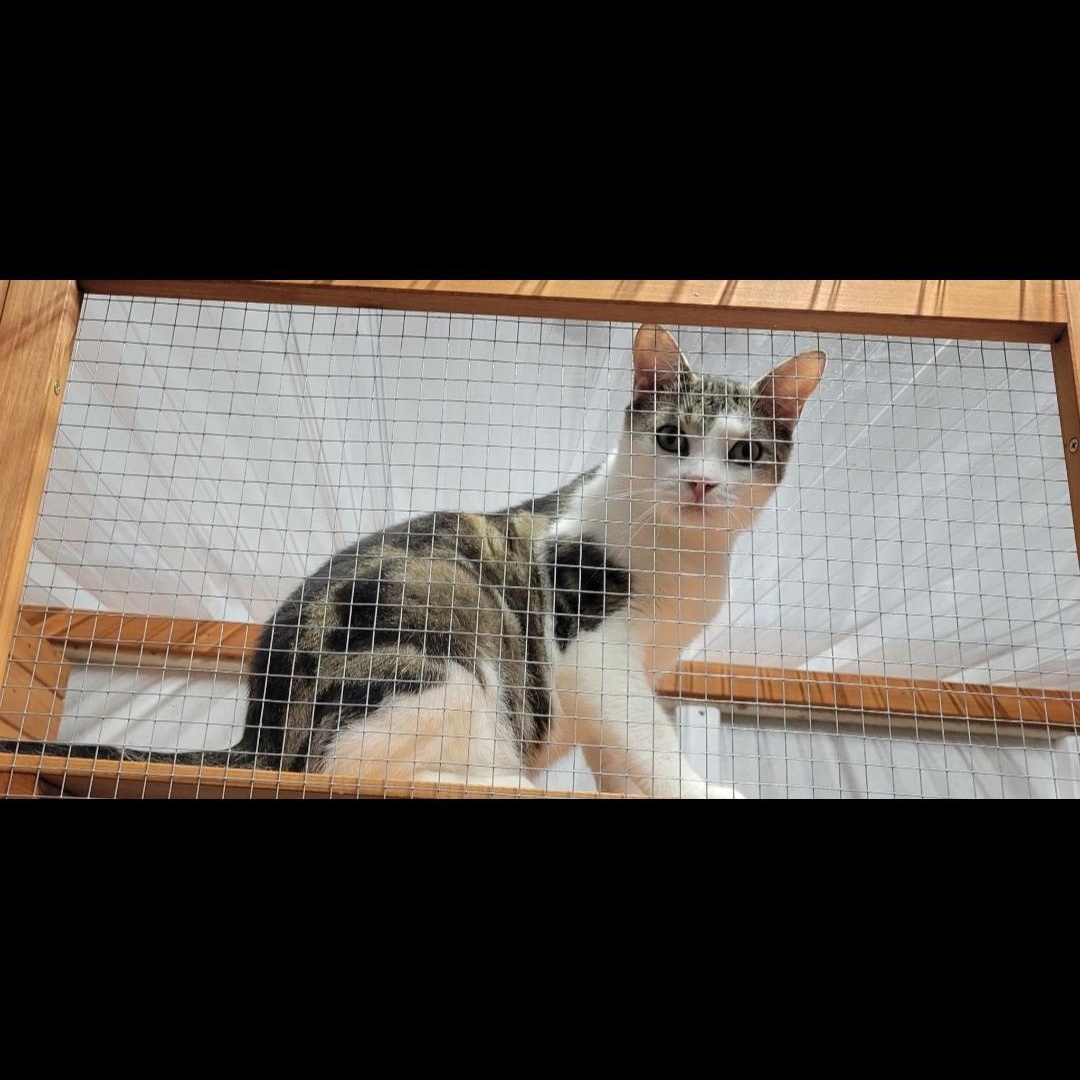 Norton, a Adoptable Domestic Short Hair in Lucknow, ON image 5/6