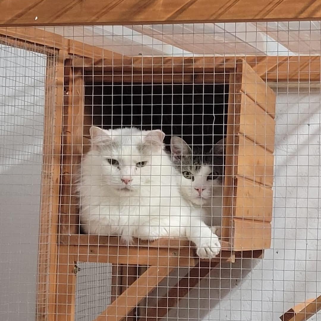 Norton, a Adoptable Domestic Short Hair in Lucknow, ON image 4/6