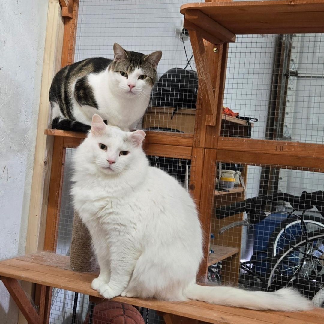 Norton, a Adoptable Domestic Short Hair in Lucknow, ON image 2/6