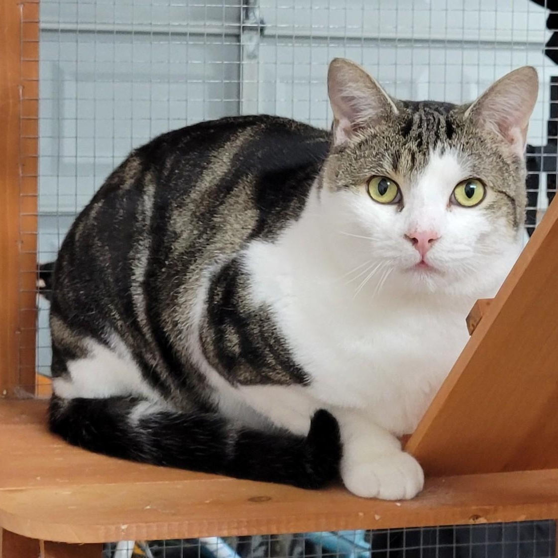 Norton, a Adoptable Domestic Short Hair in Lucknow, ON image 6/6