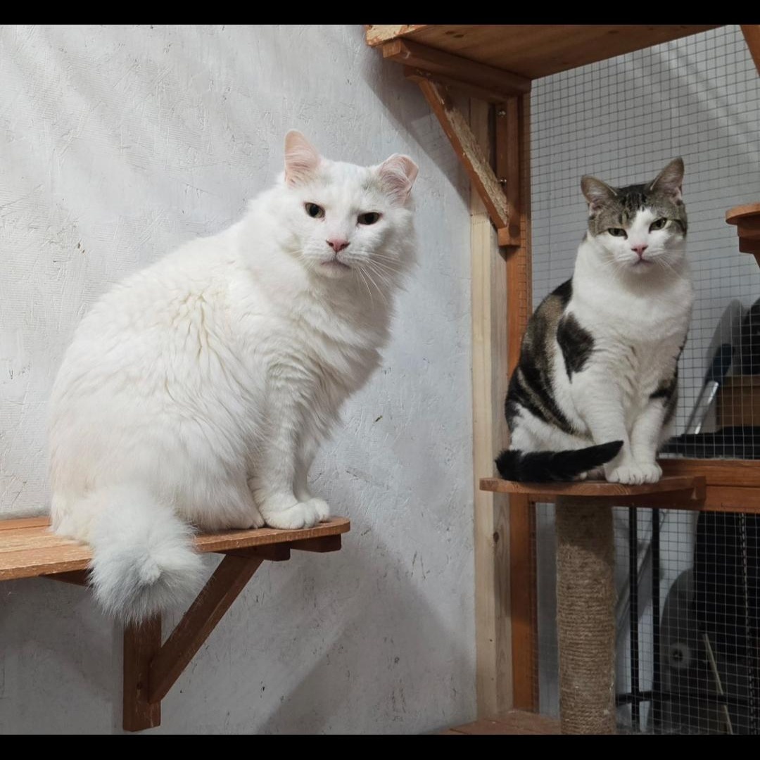 Norton, a Adoptable Domestic Short Hair in Lucknow, ON image 3/6