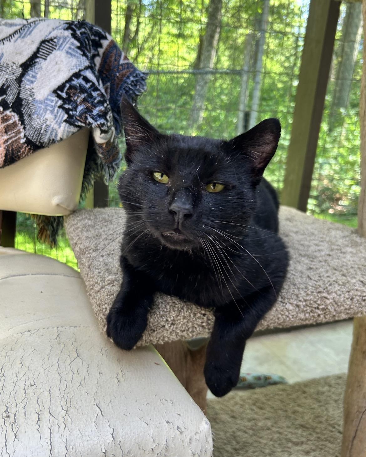 Enlarge Beefy Beefcakes, an adopted Domestic Short Hair in Maple Ridge, BC image 1/5