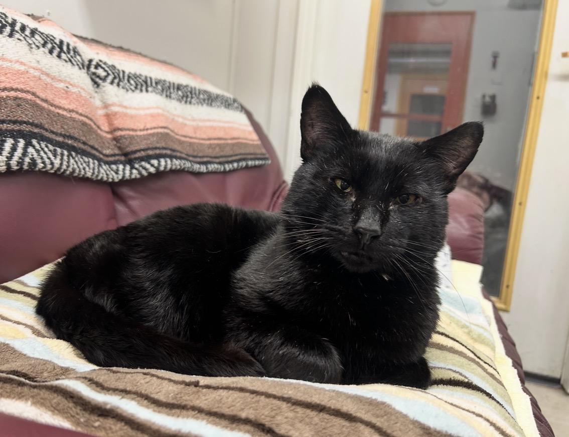 Enlarge Beefy Beefcakes, an adopted Domestic Short Hair in Maple Ridge, BC image 2/5