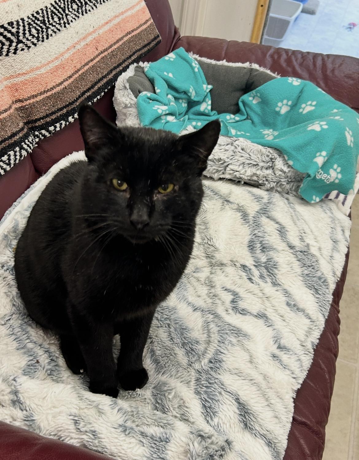 Enlarge Beefy Beefcakes, an adopted Domestic Short Hair in Maple Ridge, BC image 4/5