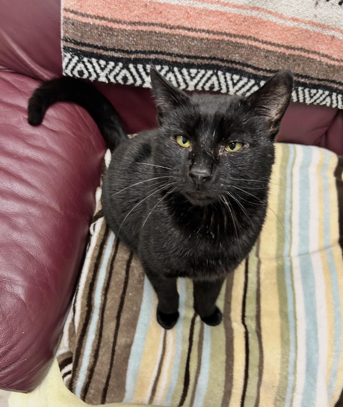 Enlarge Beefy Beefcakes, an adopted Domestic Short Hair in Maple Ridge, BC image 5/5