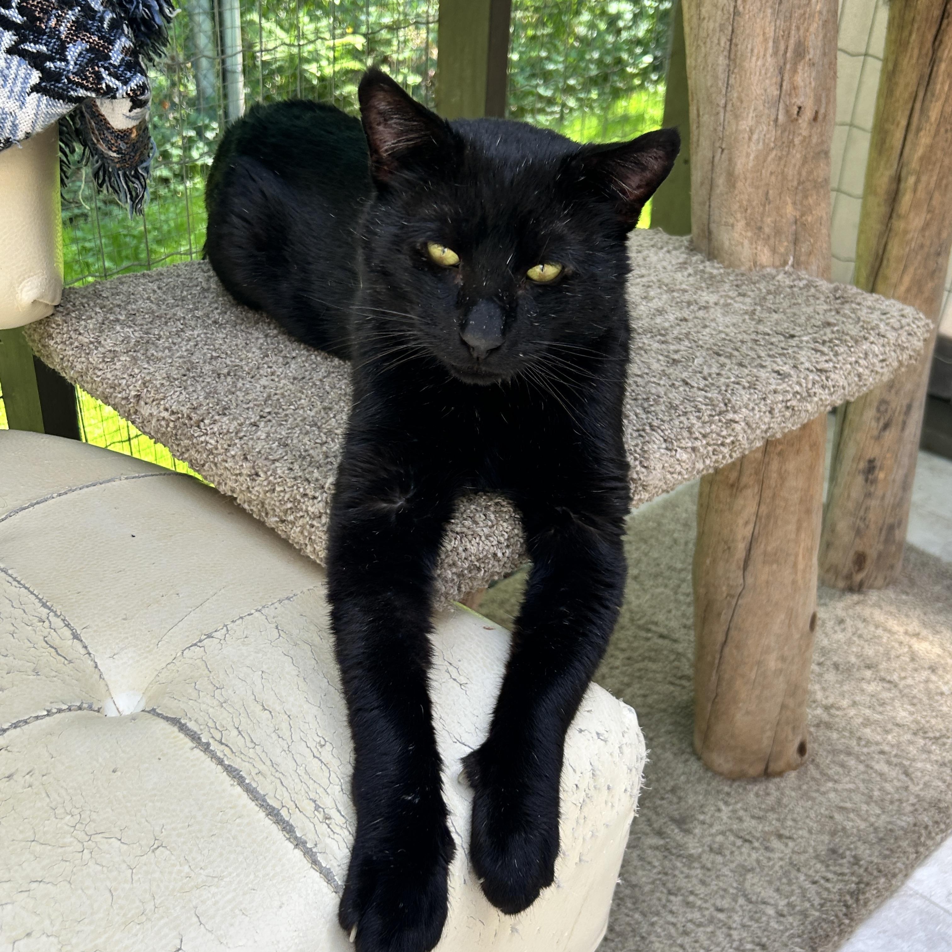Enlarge Beefy Beefcakes, an adopted Domestic Short Hair in Maple Ridge, BC image 3/5