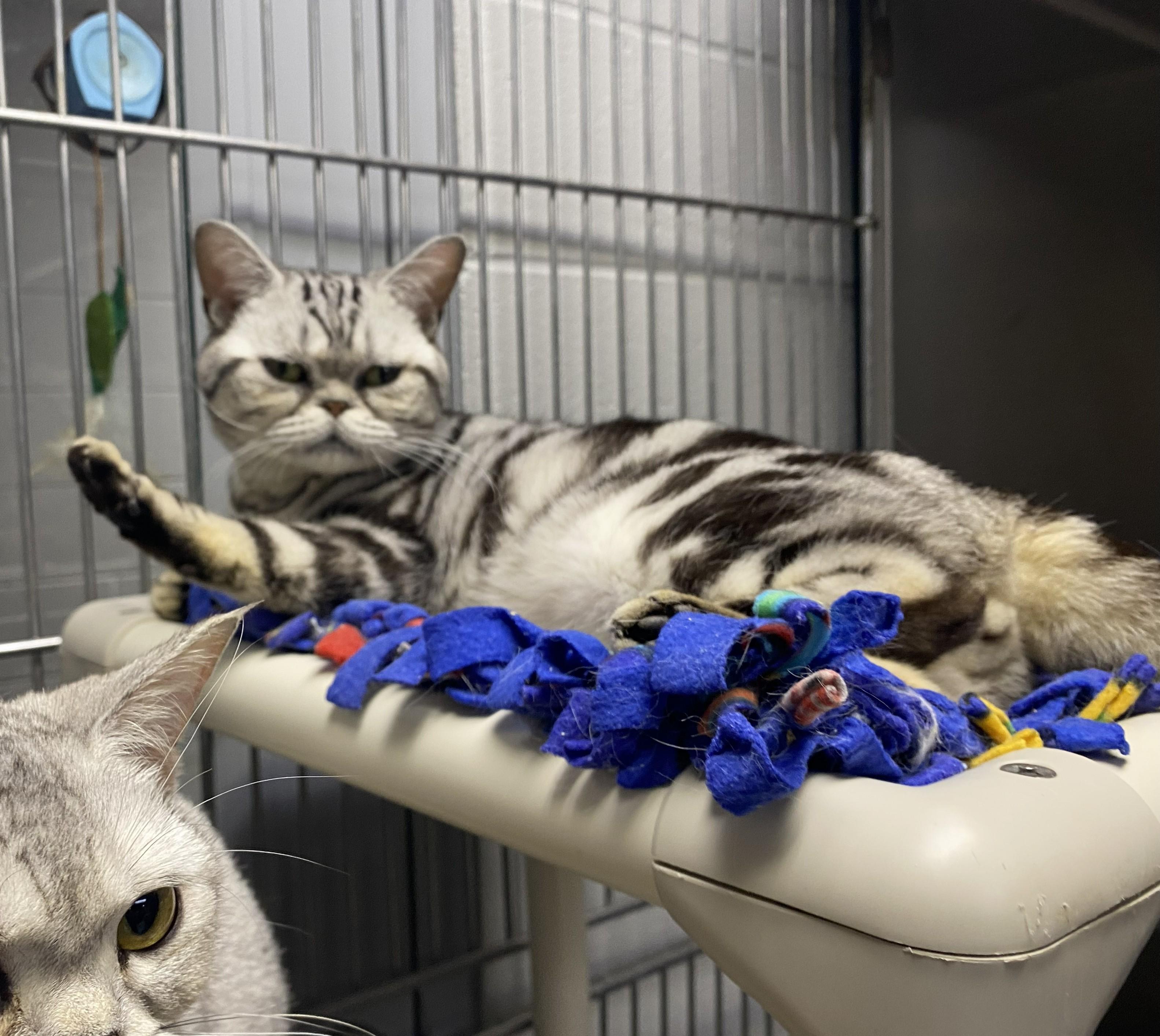 Lincoln — thumbnail 2