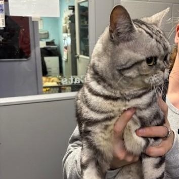 Lincoln — thumbnail 3