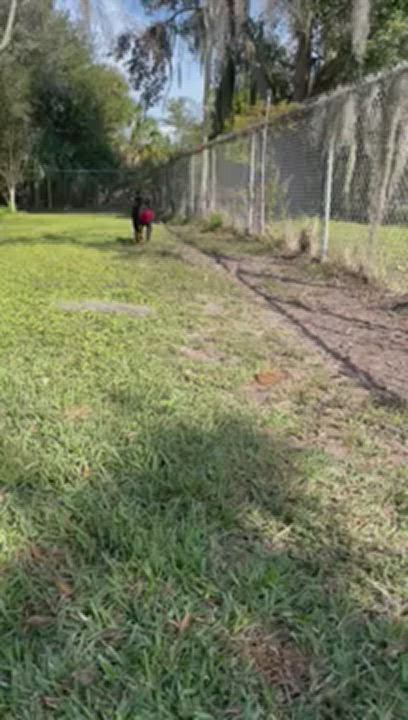 Enlarge Bruno, a Adoptable Rottweiler in Parrish, FL video 6/11