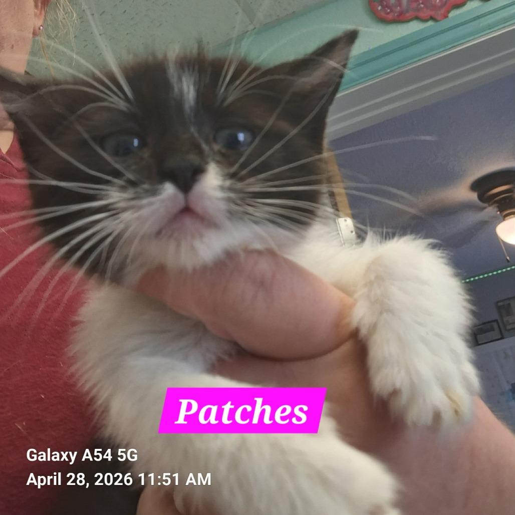 Patches, Adoptable, Kitten Female Domestic Short Hair.