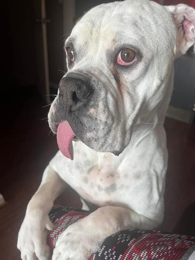 Spuds, Adoptable, Young Male Boxer.