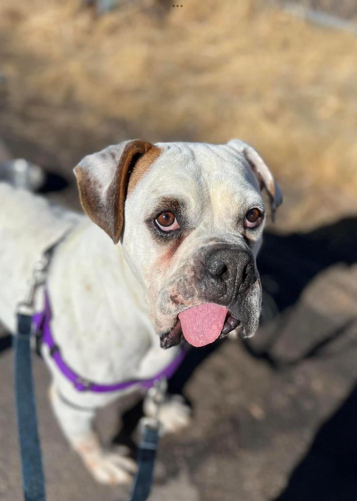 Spuds, a Adoptable mixed breed in Denver, CO image 2/5