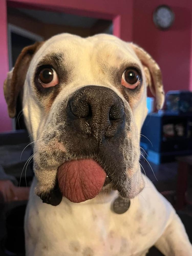 Spuds, a Adoptable mixed breed in Denver, CO image 3/5