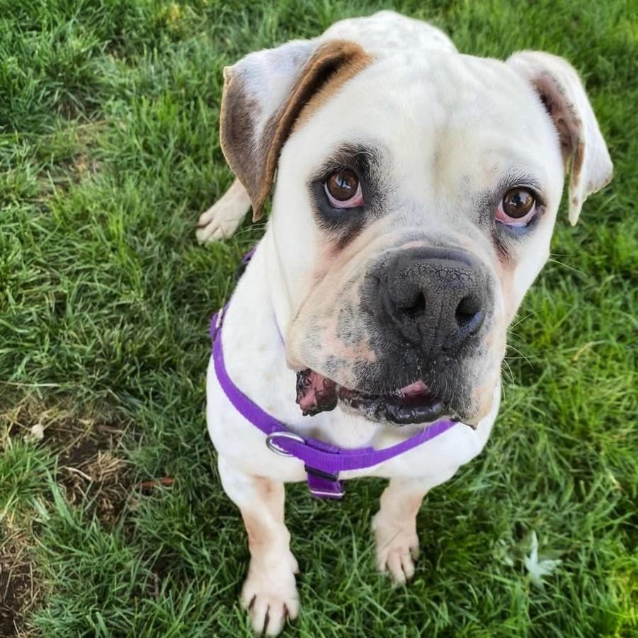 Spuds, a Adoptable mixed breed in Denver, CO image 4/5